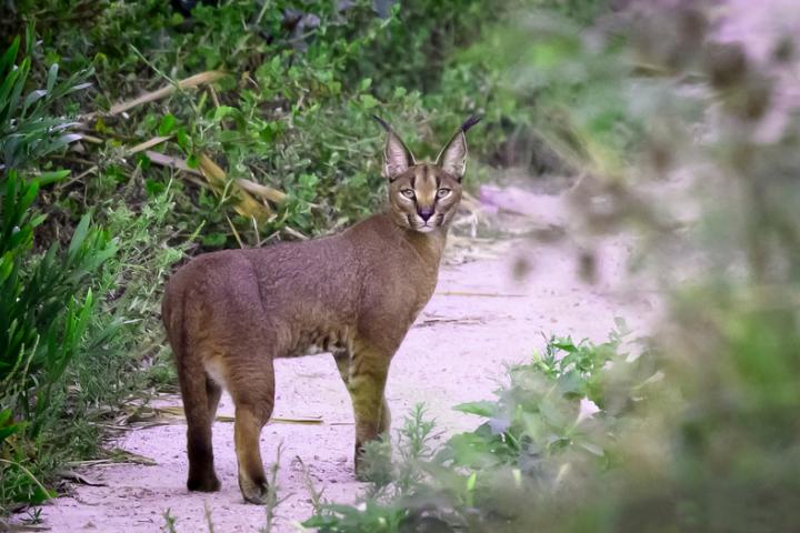 Male caracal